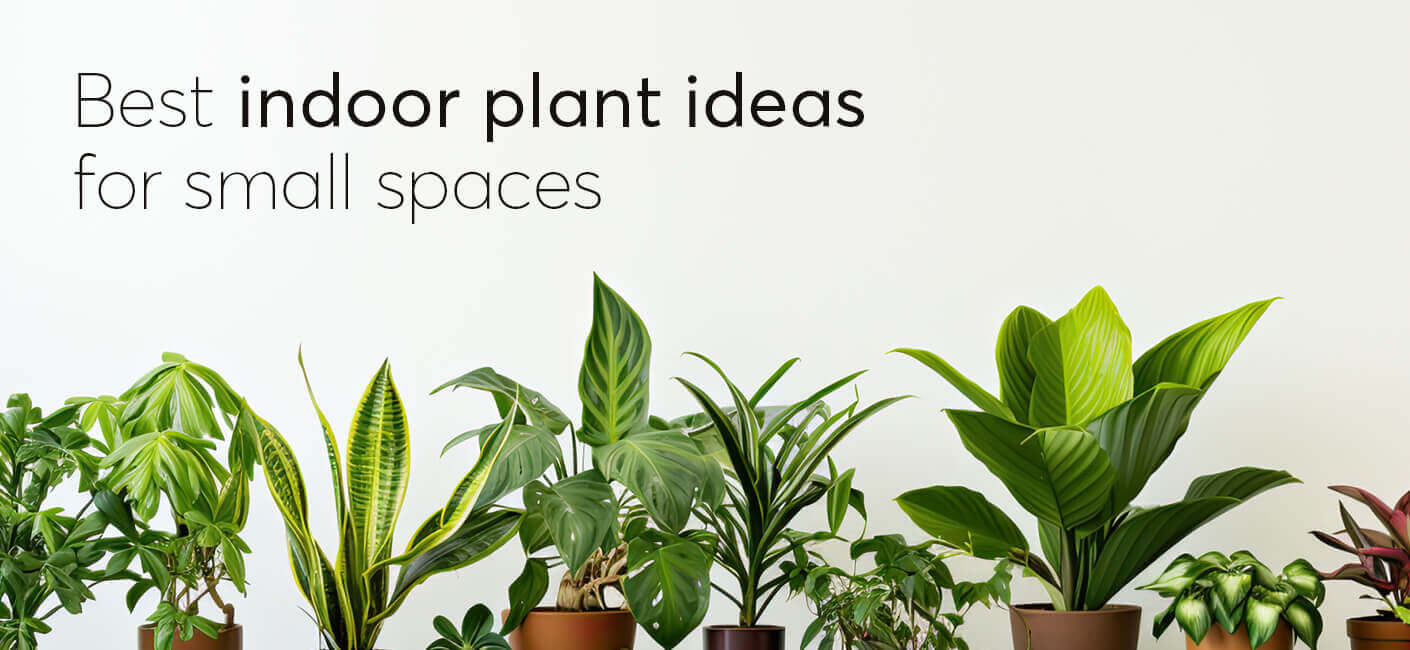 Best Indoor Plant Ideas For Small Spaces